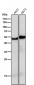 Anti-PAX6 Rabbit Monoclonal Antibody